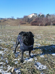 Black pug dog on frozen grass in park in winter.