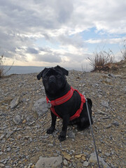 Black pug dog on rocky hill in winter.