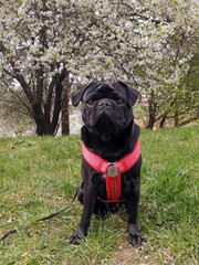 Black pug dog on grass in front of blooming bush in spring.