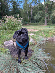 Black pug dog standing on shore. Black pug with blue harness in front of water lake in summer.