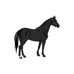 horse vector art and illustration 