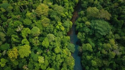 Naklejka premium Aerial view of a dense tropical rainforest with a narrow river cutting through lush green canopy, showcasing vibrant foliage and rich biodiversity