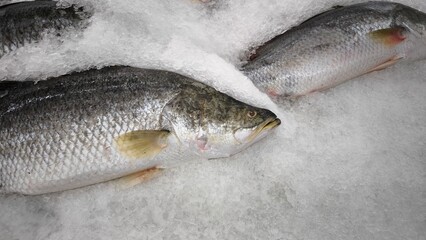 Sea bass in ice in seafood restaurant