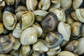 Fresh clams for seafood background