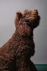Studio portrait of a barbet dog.