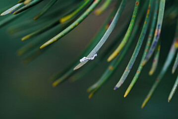 Woolly spots and adelgid insects attacking spruce needles, detailed closeup of pest damage and sick...