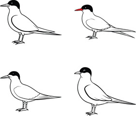 Black and White Dusk Tern Bird Line Art Illustration Set