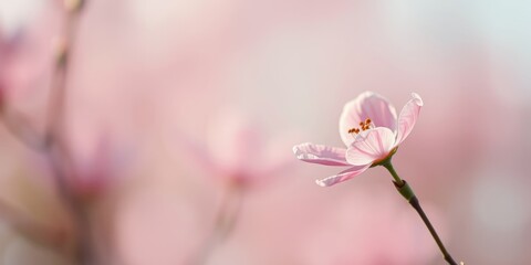 A single delicate pink blossom emerges from a soft, blurred background of other blooms, capturing the essence of springtime beauty.
