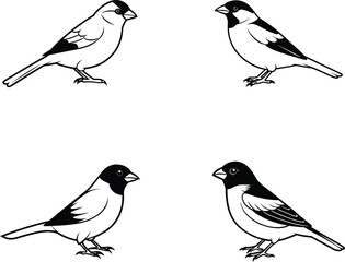 Black and White Sparrow Bird Line Art Illustration Set