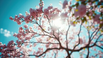 Delicate pink blossoms bloom against a vibrant blue sky, their petals catching the warm glow of the sun, creating a picturesque scene of springtime beauty.