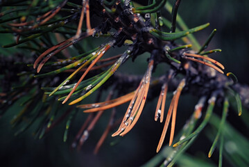 Woolly spots and damaged dried fir needles caused by adelgid pests, closeup of insect infestation...