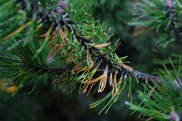 Woolly spots and damaged dried fir needles caused by adelgid pests, closeup of insect infestation harming conifer species like spruce trees in forest ecosystems.