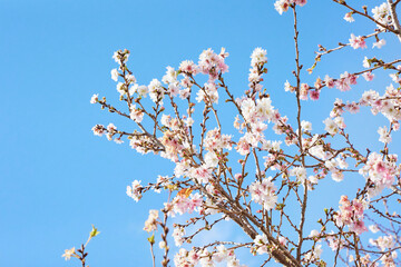 冬に咲く花 青空