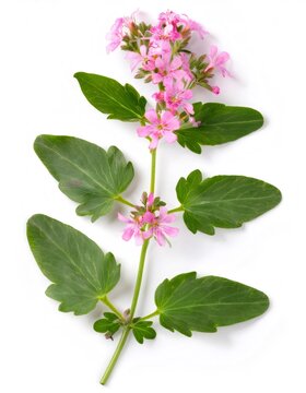 Freshly picked centaury sprig with delicate pink flowers, isolated on white, showcasing its natural beauty and medicinal properties
