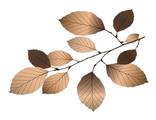 Vector beech branch on white background.  