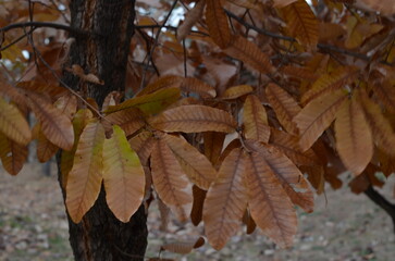 autumn leaves on a tree