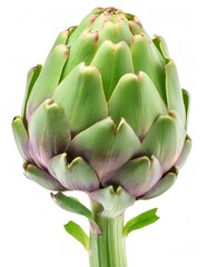 Ripe artichoke with green stem growing on a white background, ready to be harvested and used in healthy cuisine