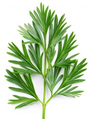 Fototapeta premium Close up studio shot of a vibrant ma huang branch with fresh green leaves against a clean white background