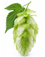 Close up of a hop cone with its characteristic leaf, highlighting the plant's intricate details and freshness against a white backdrop