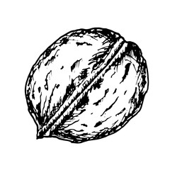 Hand drawn vector illustration of walnut drawn with ink lines. Black and white detailed sketch of a whole walnut with textured shell. Perfect for food design, packaging or natural product branding.