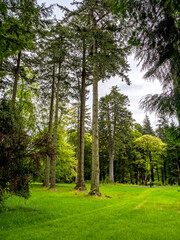Trees with green foliage in a park in sunlight