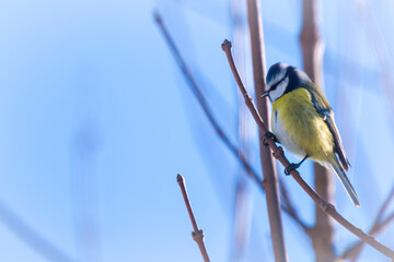 a blue tit perched on a branch from a maple tree at a winter day