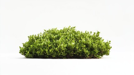 Fototapeta premium Lush green shrub isolated on white background.