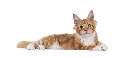 Super sweet red with white young Maine Coon cat, laying down side. Looking straight to camera, isolated cutout on a transparent background.