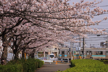 満開の桜の中を駆け抜けるJR相模線205系電車