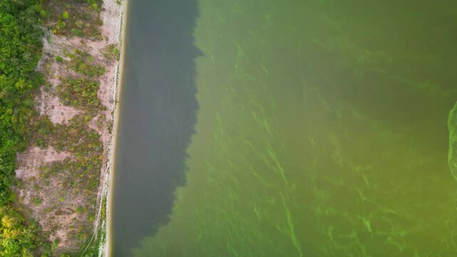 The problem of environmental ecology and freshwater pollution. top view of a polluted green river, flying over a river with green blooming algae in it