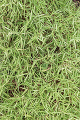 green grass background