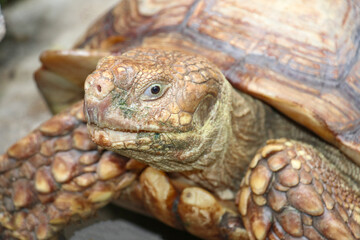 Giant Yellow-Footed Tortoise walking free on land. Big Turtles at the Zoo