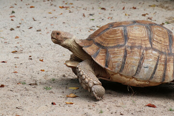 turtle on the ground