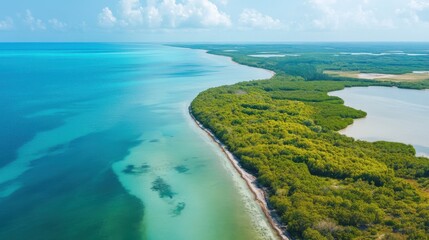 Coastal area restored with mangroves to prevent erosion