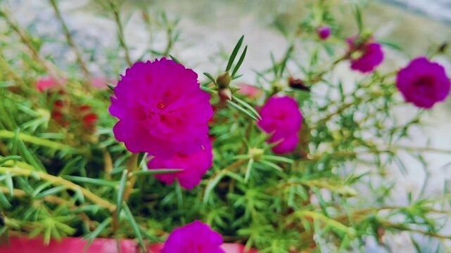 Bunga portulaca berwarna merah muda dengan latar belakang alami, daun hijau kecil-kecil. Indonesia menyebutnya krokot
