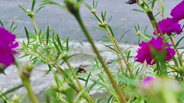 Portulaca flowers are pink with natural background, small green leaves. Indonesia calls it krokot