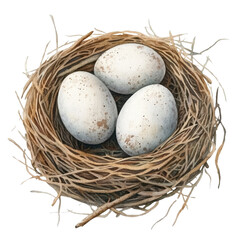 Obraz premium A close-up view of three eggs nestled in a natural straw nest on a white isolated background.