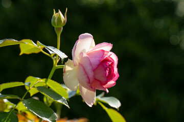 Deutschland, Nordrhein-Westfalen, Blüte der Teehybrid-Rose