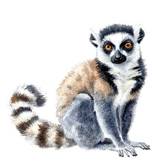Fototapeta premium A detailed illustration of a lemur with striking eyes, showcasing its unique fur patterns in a vibrant yet natural pose.