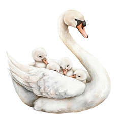 Obraz premium A graceful swan with fluffy cygnets nestled closely, showcasing warm family bonds in nature.