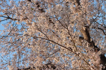 【素材イメージ】快晴の青空と満開の桜