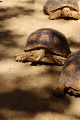 Brown turtle in the zoo