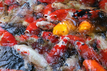 The koi in the large pond have beautiful colors.