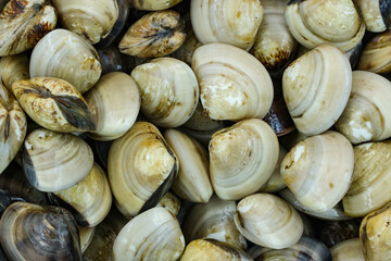 Fresh clams for seafood background