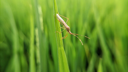 Macro photo of the stink bug or walang sangit or Leptocorisa oratorius. Selective focus
