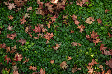 Blurred background of yellow autumn leaves on fresh green grass. Blurred background, out of focus. Seasonal concept