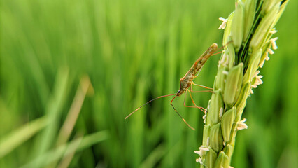 Macro photo of the stink bug or walang sangit or Leptocorisa oratorius. Selective focus