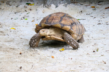 Fototapeta premium Big Turtles at the Zoo