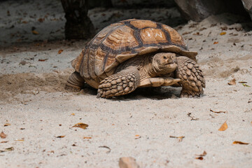 Big Turtles at the Zoo.
