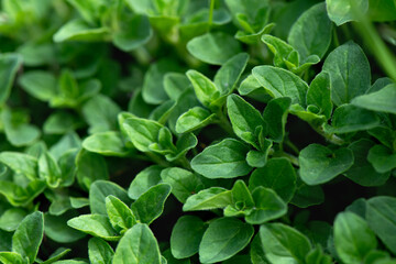 Mint leaves background. Peppermint leaves. Selective focus, macro.